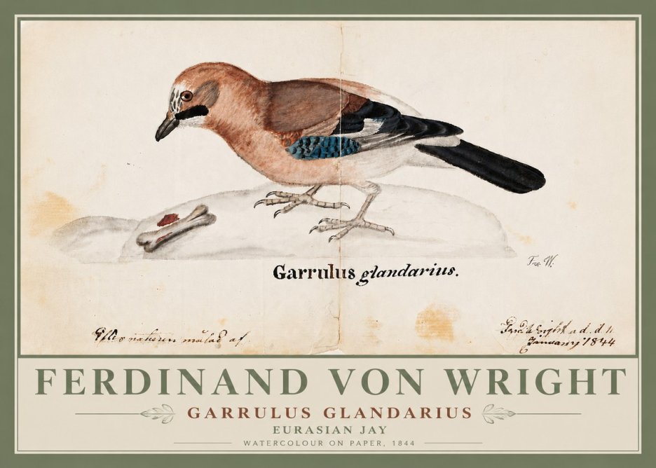 Ferdinand von Wright Garrulus Glandarius No6 - Poster