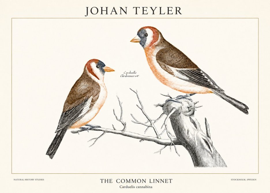 Johan Teyler The Common Linnet No1 - Poster