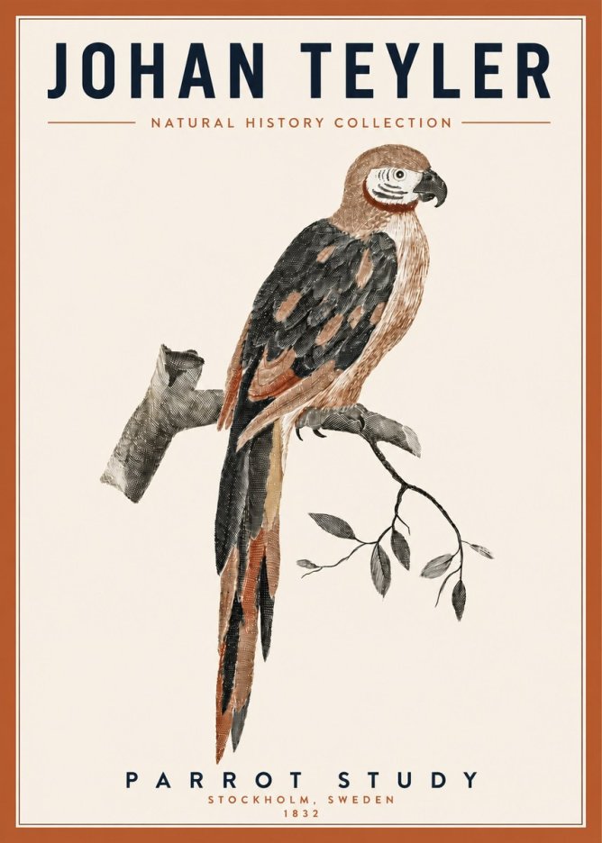 Johan Teyler Parrot Study I No3 - Poster