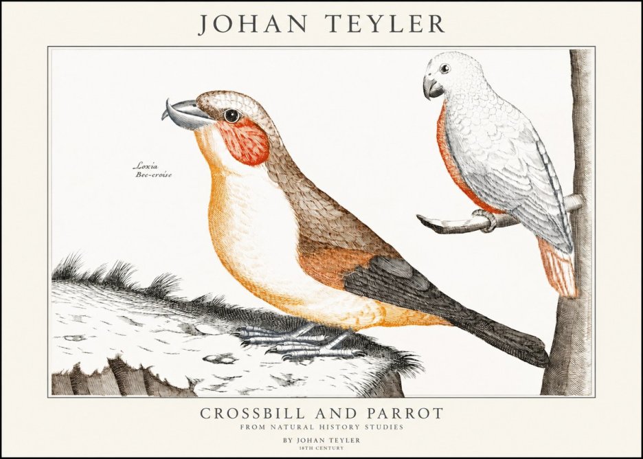 Johan Teyler Crossbill and Parrot No1 - Poster