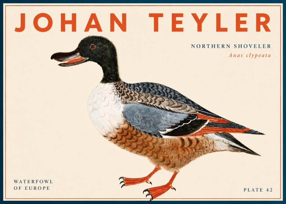 Johan Teyler Northern Shoveler (Anas Clypeata) No6 - Poster