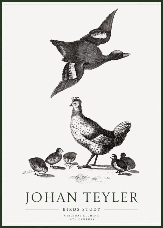 Johan Teyler Birds Study No1 - Poster