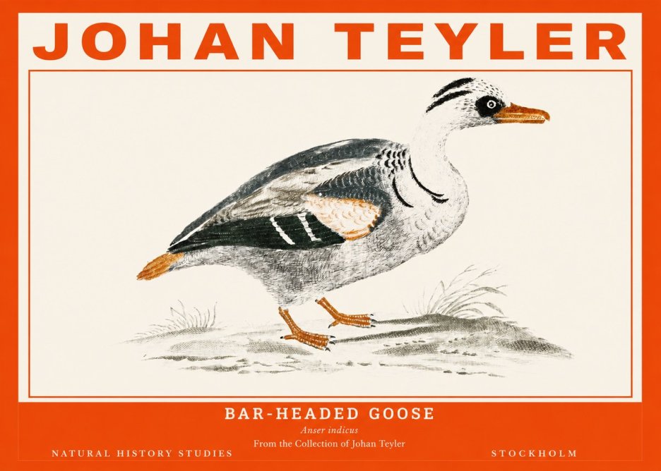 Johan Teyler Bar-headed Goose No2 - Poster