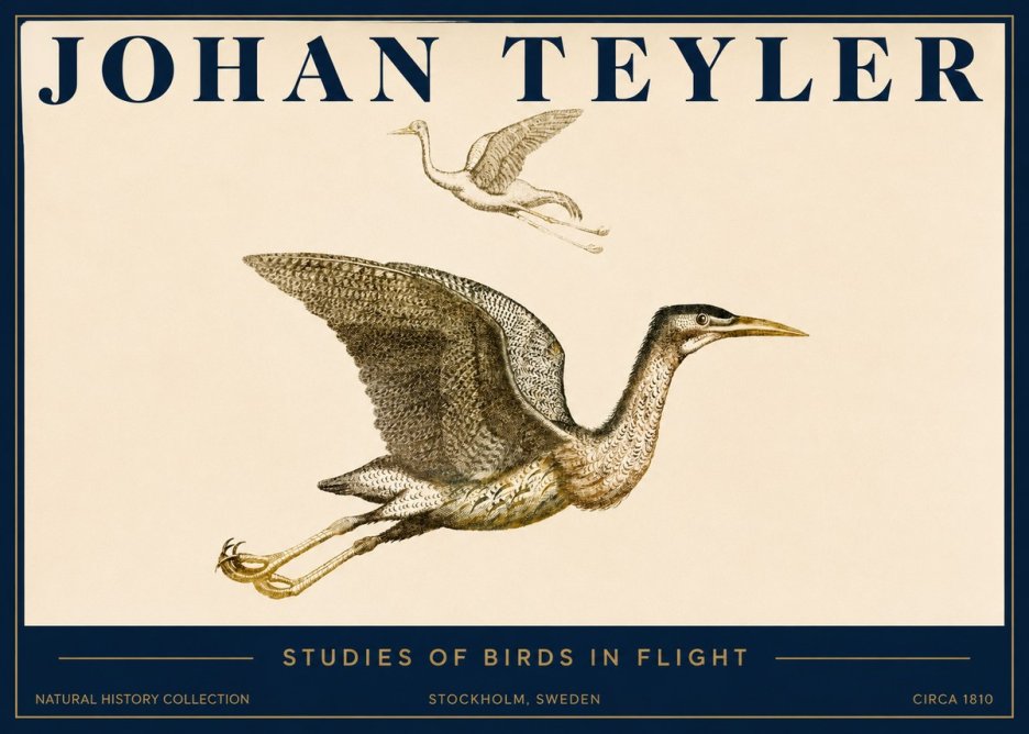 Johan Teyler Studies of Birds in Flight No3 - Poster