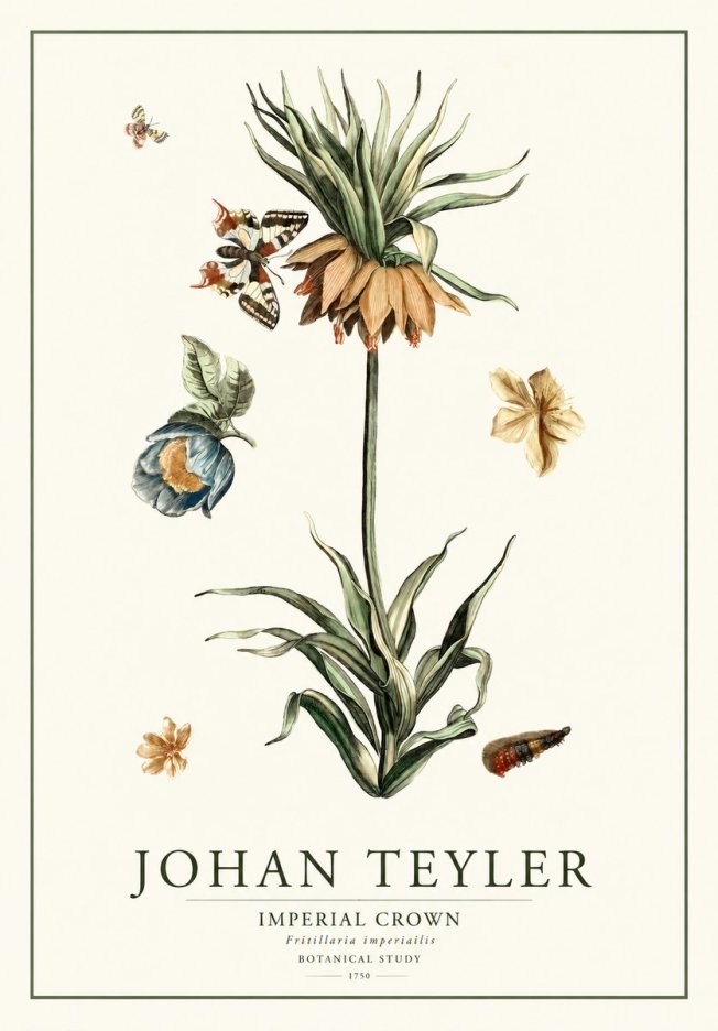 Johan Teyler Crown Imperial No2 - Poster