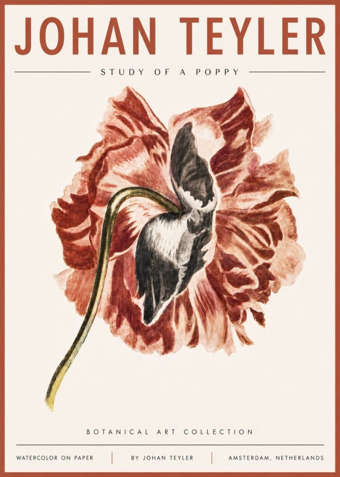 Johan Teyler Study of a Poppy No6 - Poster