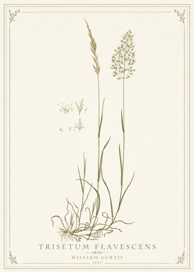 William Curtis Trisetum Flavescens II No1 - Poster
