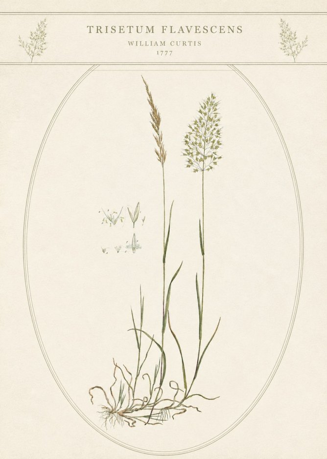 William Curtis Trisetum Flavescens II No5 - Poster