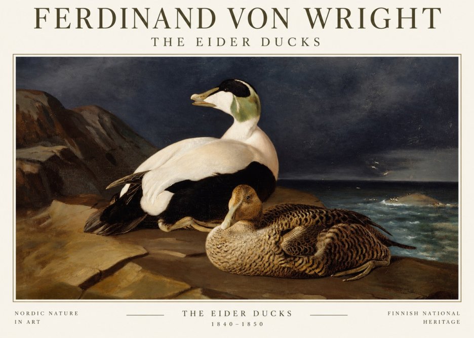 Ferdinand von Wright Eiders on a Rocky Shore No3 - Poster