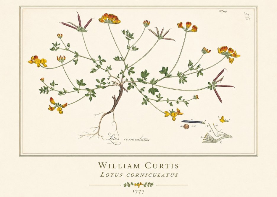 William Curtis Lotus Corniculatus II No1 - Poster