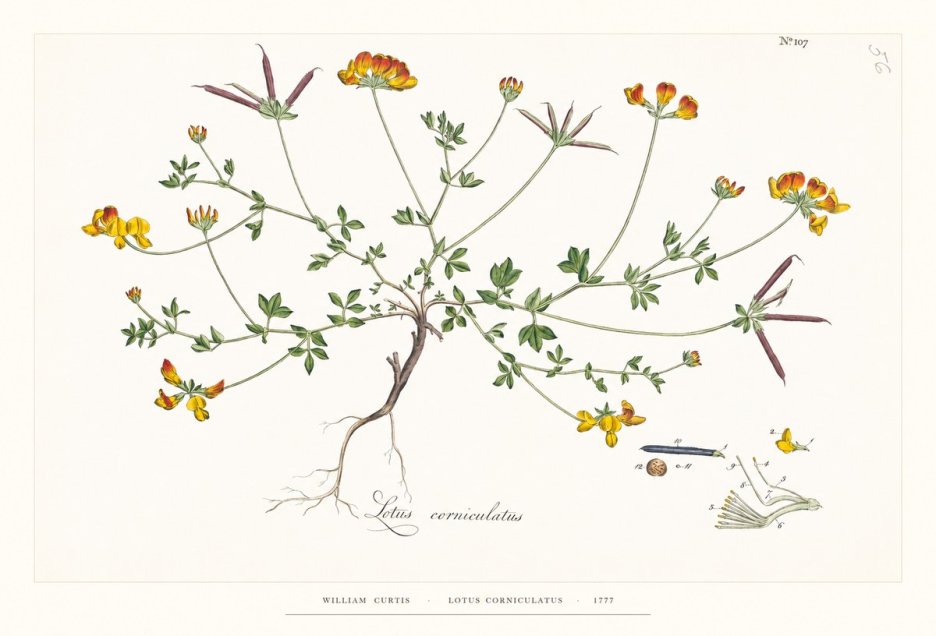 William Curtis Lotus Corniculatus II No6 - Poster