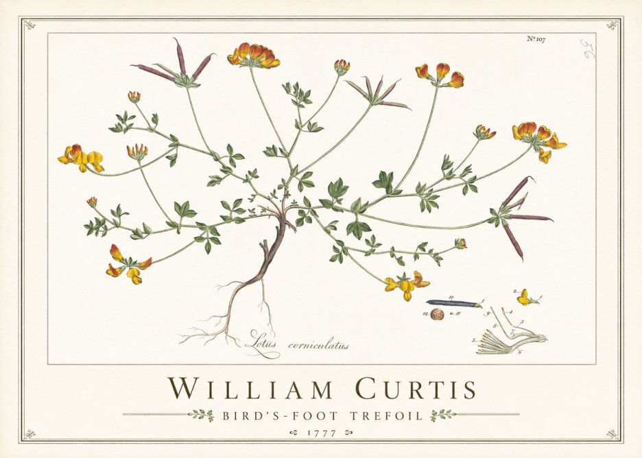 William Curtis Bird's-foot Trefoil No1 - Poster