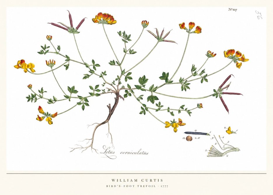 William Curtis Bird's-foot Trefoil No5 - Poster