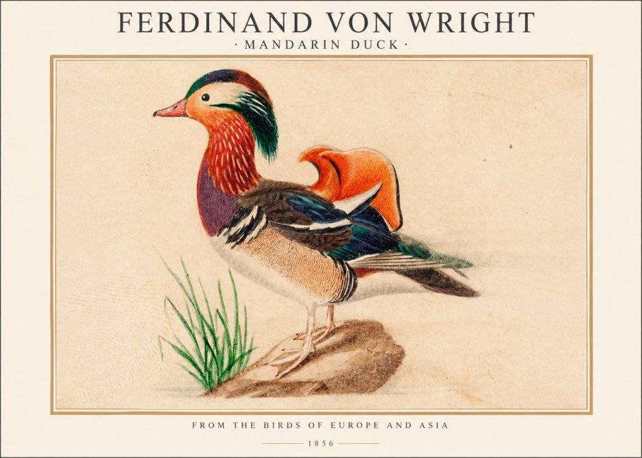 Ferdinand von Wright Mandarin Duck No1 - Poster