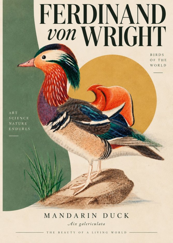 Ferdinand von Wright Mandarin Duck No5 - Poster