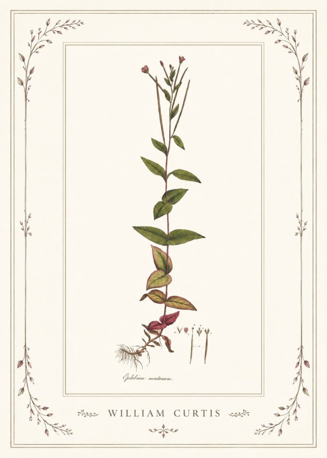 William Curtis Epilobium Montanum. No1 - Poster