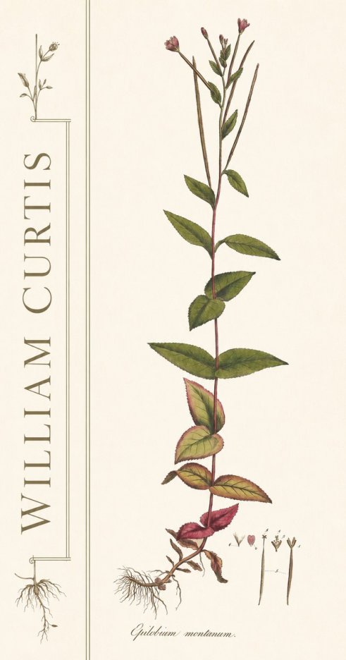 William Curtis Epilobium Montanum. No2 - Poster
