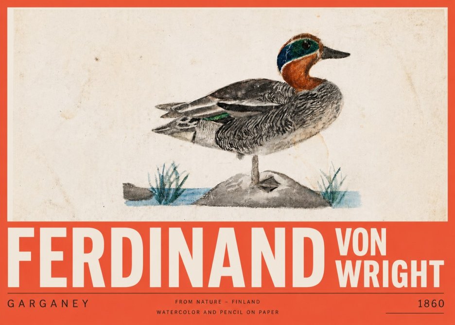 Ferdinand von Wright Garganey No5 - Poster