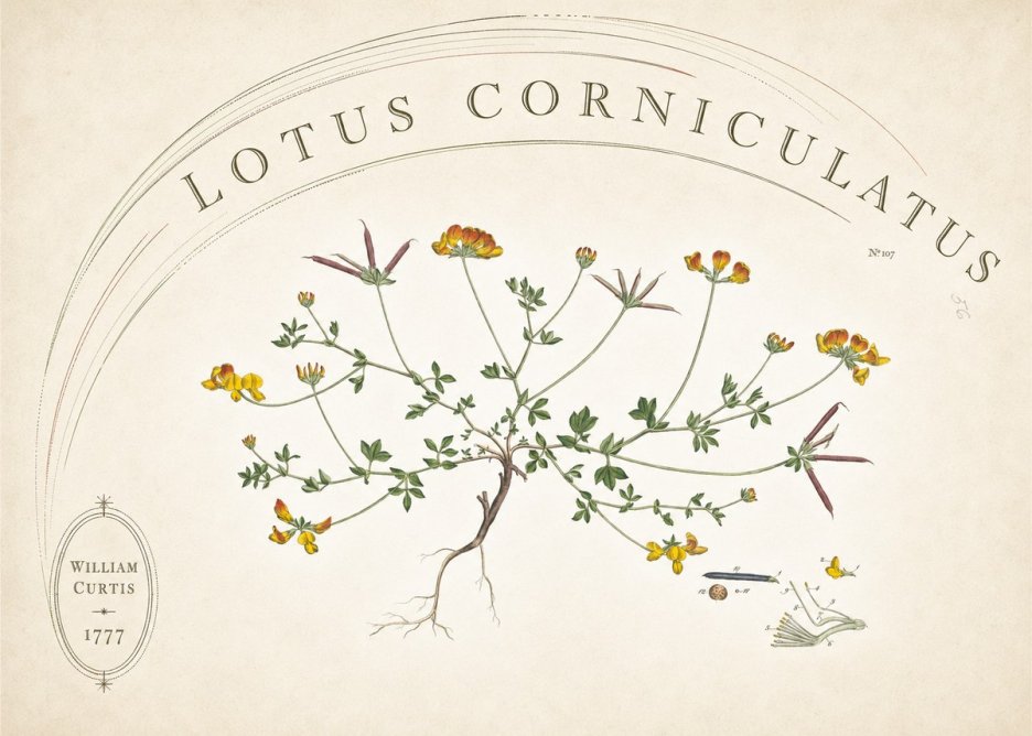 William Curtis Lotus Corniculatus III No6 - Poster