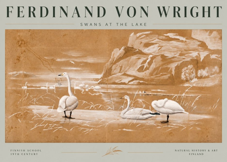 Ferdinand von Wright Swans at the Lake No6 - Poster