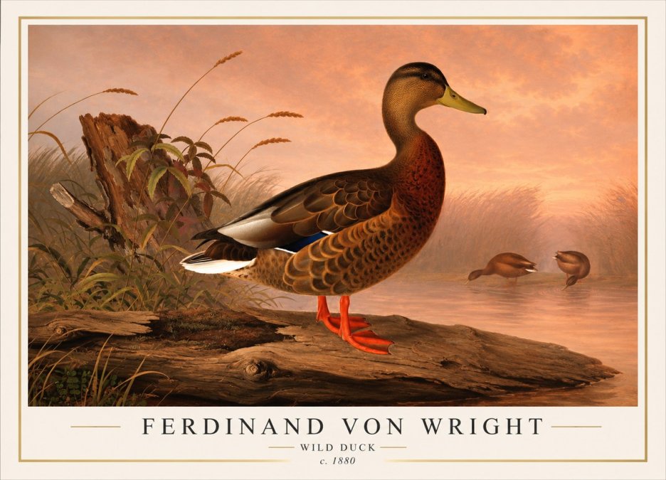 Ferdinand von Wright Wild Duck No1 - Poster