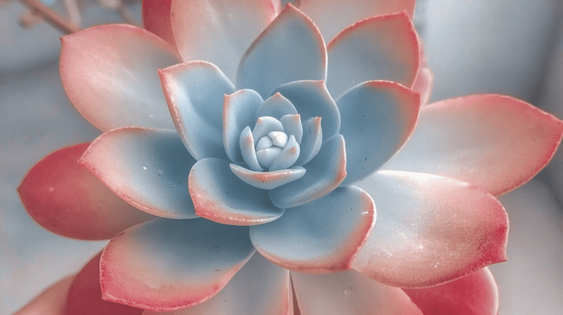 Uploaded
wallpaper