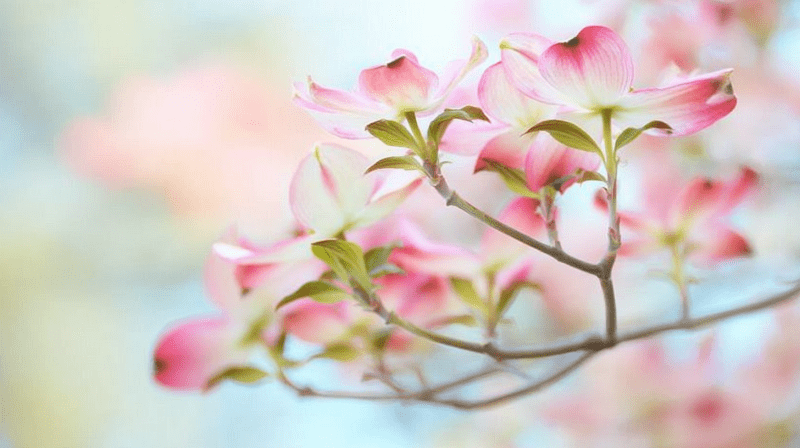 Uploaded
wallpaper