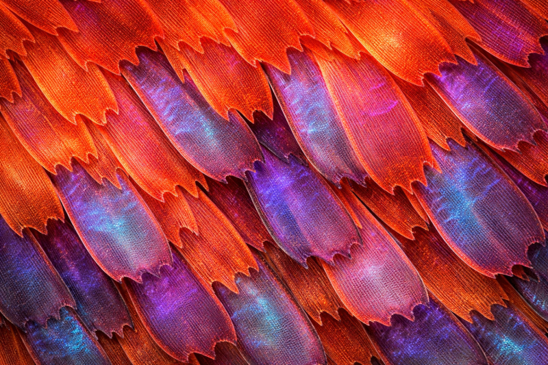 Uploaded
wallpaper