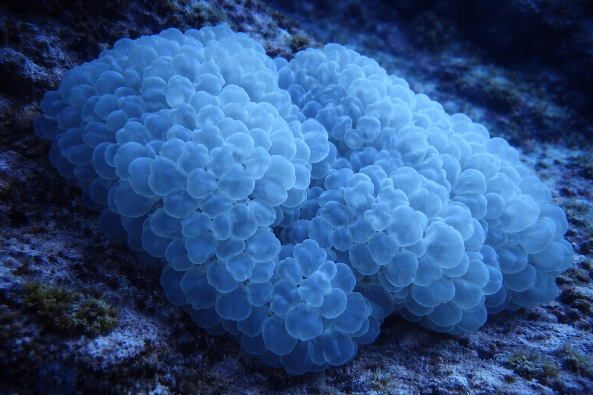 Glacial Bloom