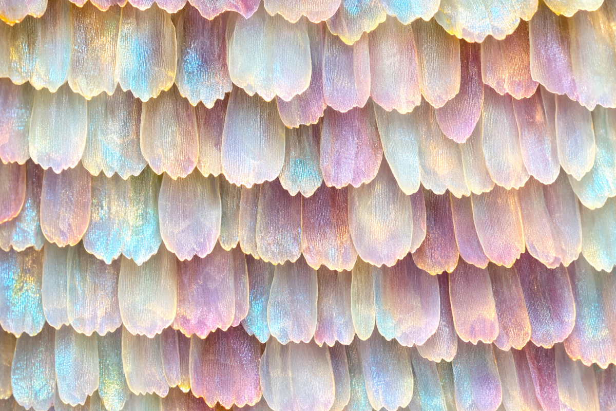 Silken Petal Scales
