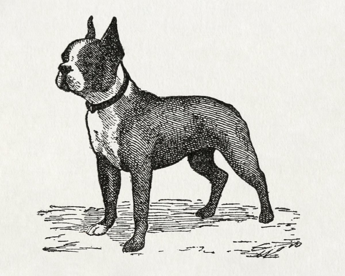 Dapper Canine Portrait