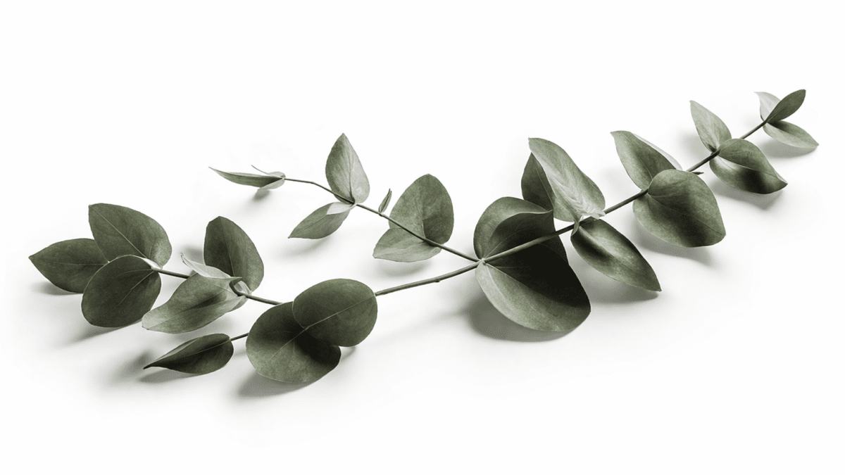 Whispering Eucalyptus