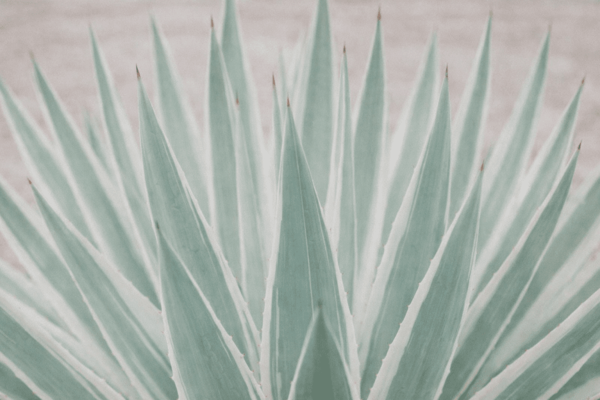 Agave Illumination