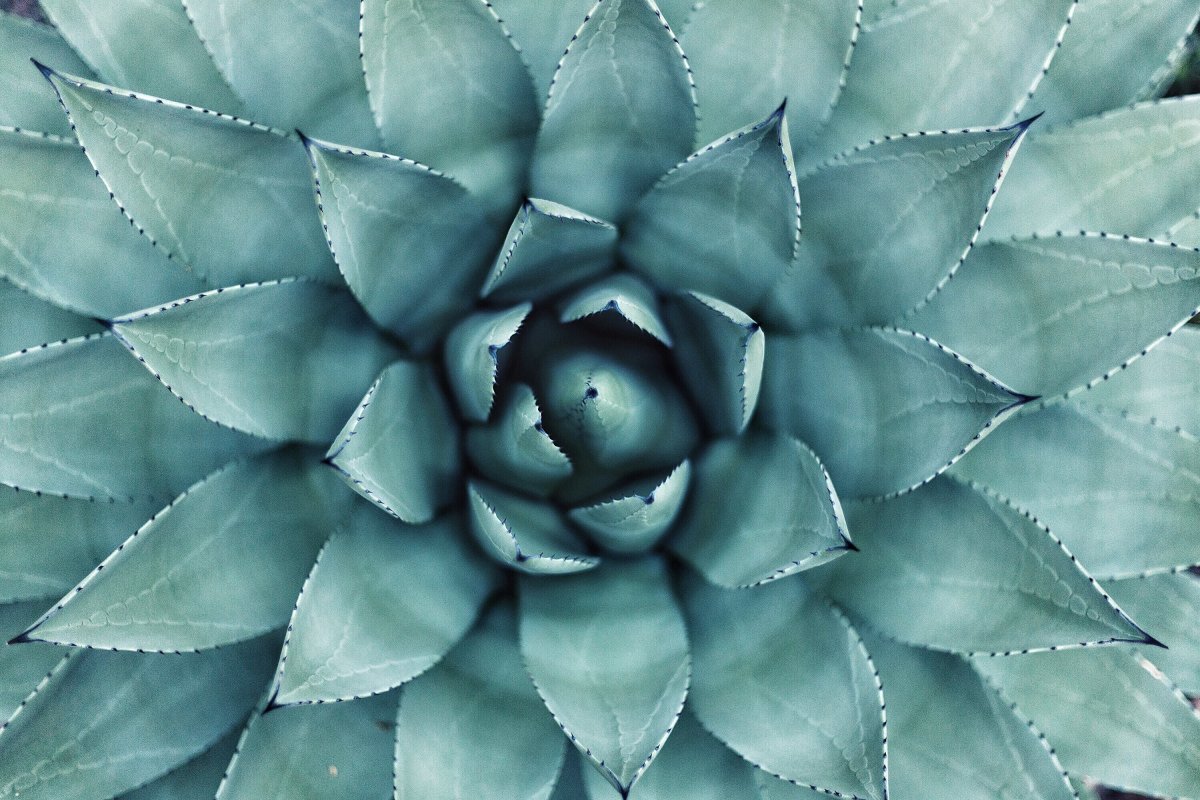 Spiral Succulent