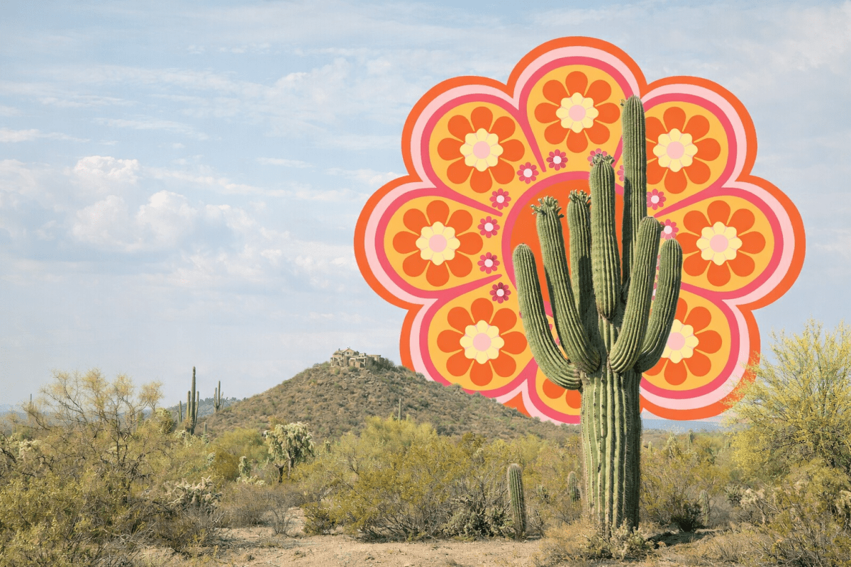 Saguaro Blossom