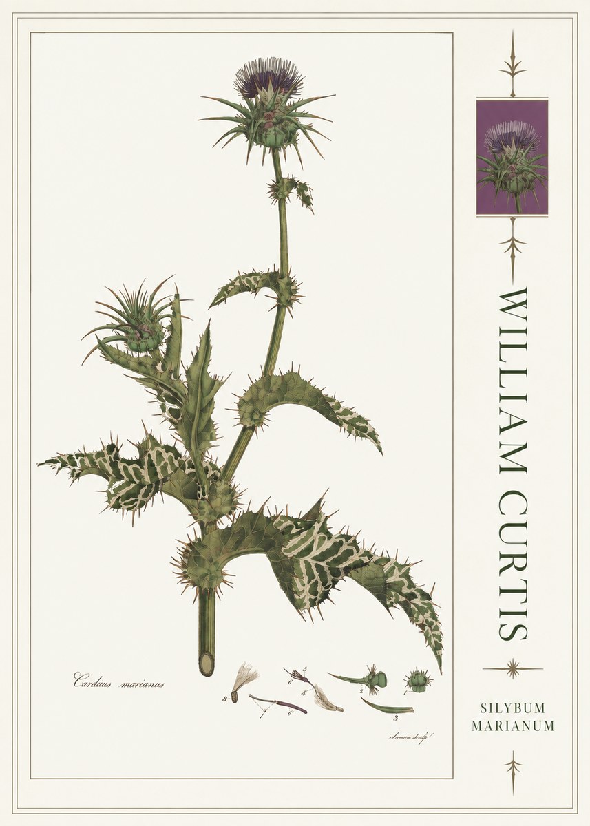 William Curtis Silybum Marianum No4 - Poster