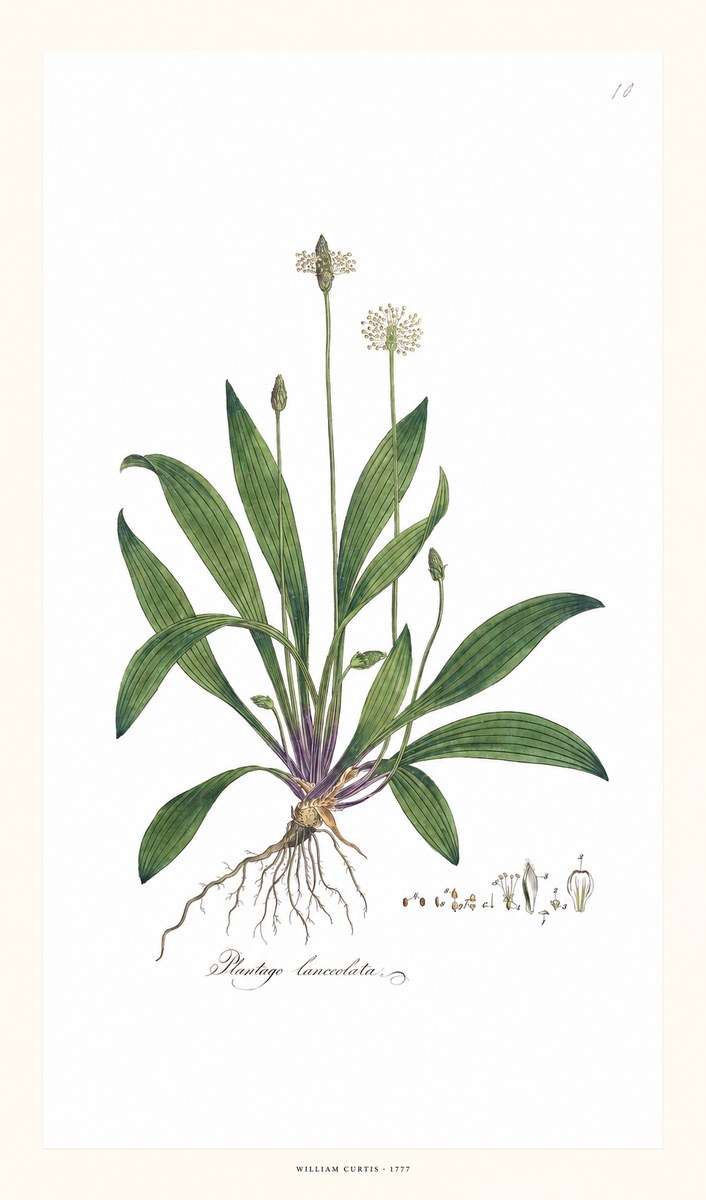 William Curtis Plantago Lanceolata I No6 - Poster