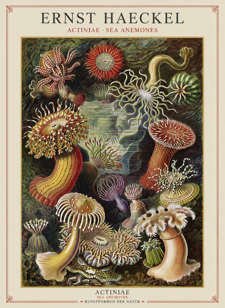 Ernst Haeckel Sea Anemones No2 - Poster