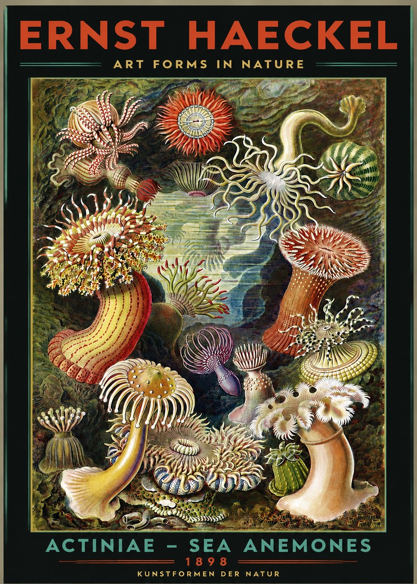 Ernst Haeckel Sea Anemones No3 - Poster