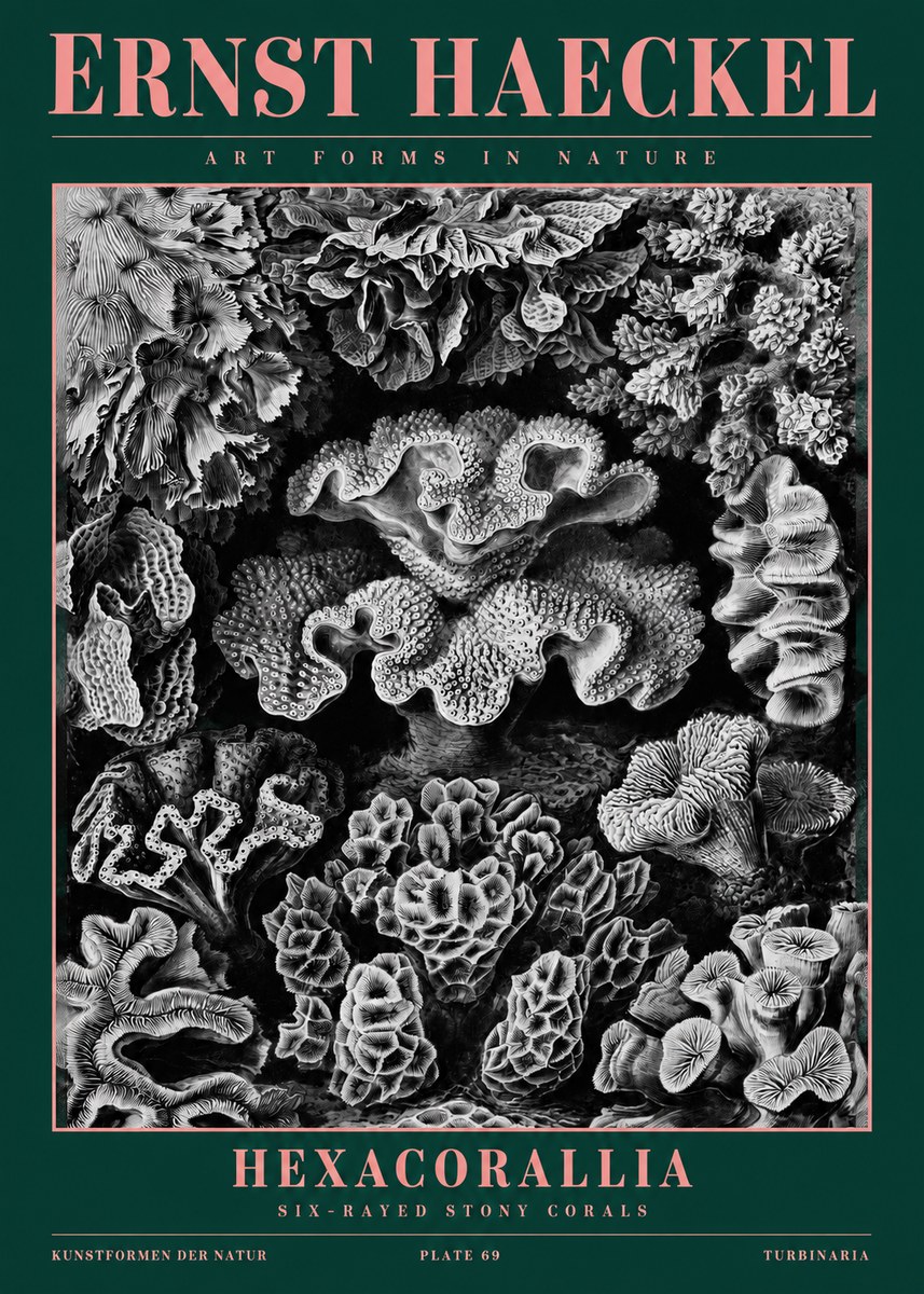 Ernst Haeckel Hexacorallia No2 - Poster