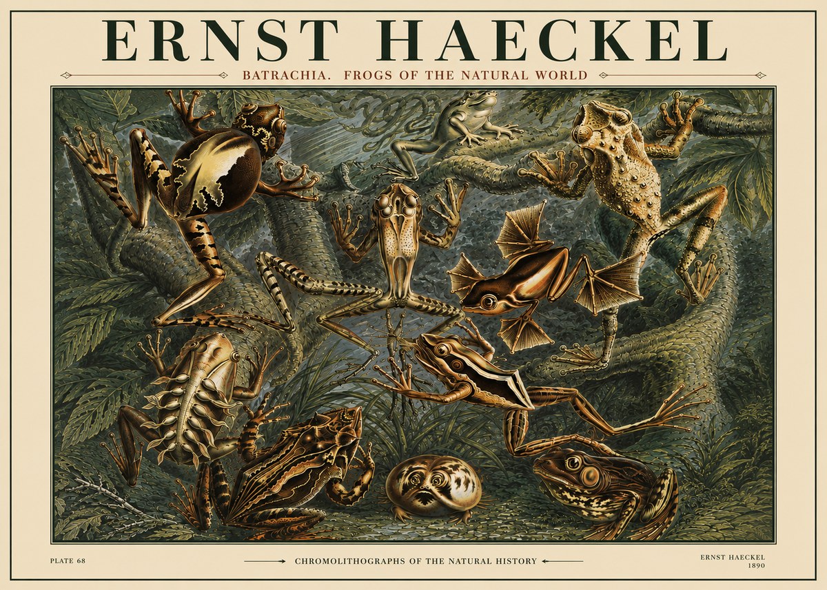 Ernst Haeckel Frogs of the Natural World No4 - Poster