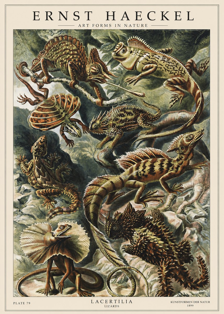 Ernst Haeckel Lacertilia Lizards No1 - Poster