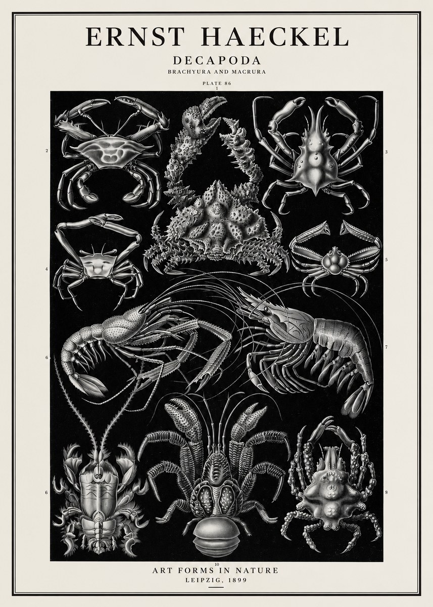 Ernst Haeckel Decapoda Brachyura and Macrura Plate 86 No1 - Poster