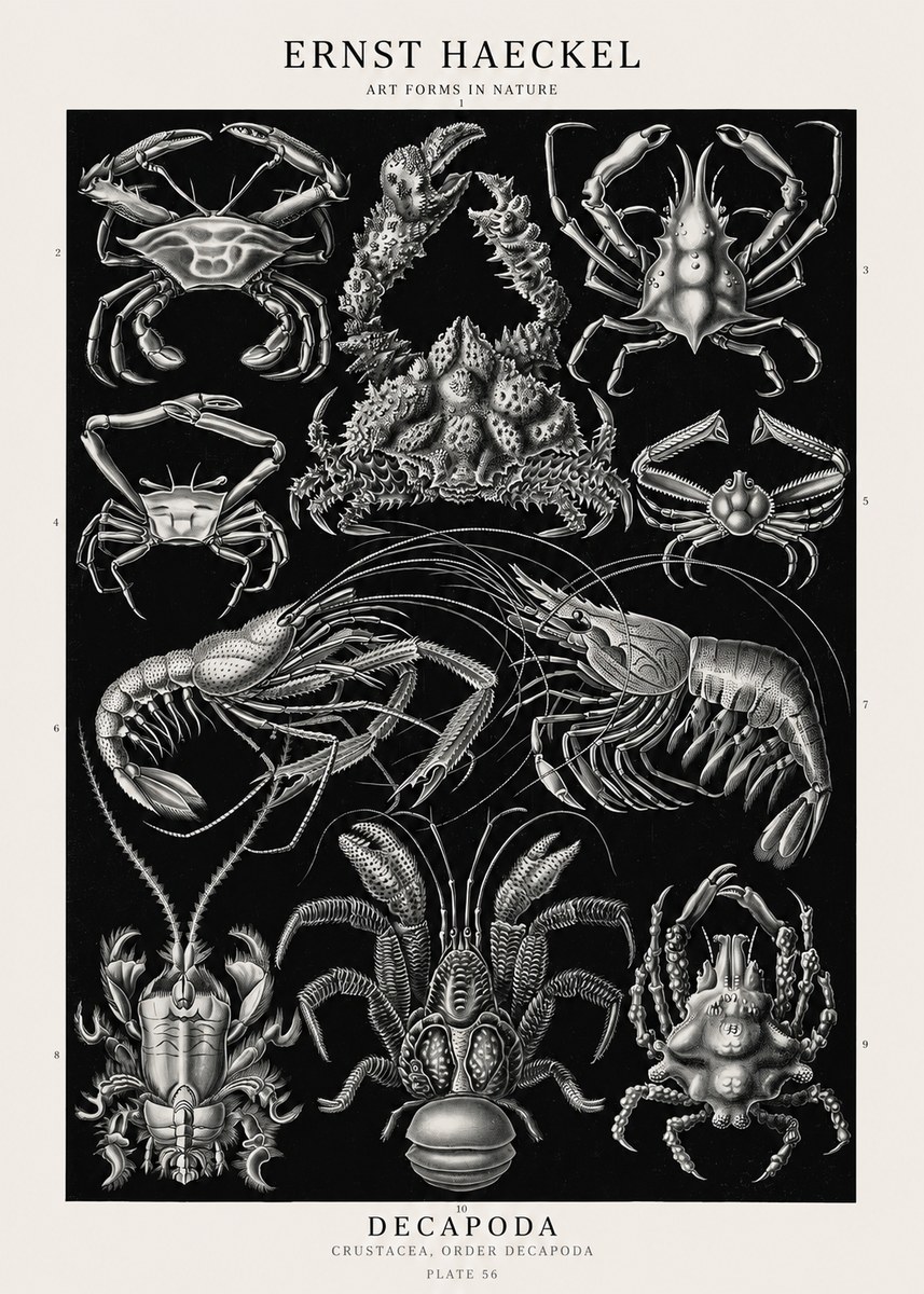 Ernst Haeckel Decapoda Brachyura and Macrura Plate 86 No3 - Poster
