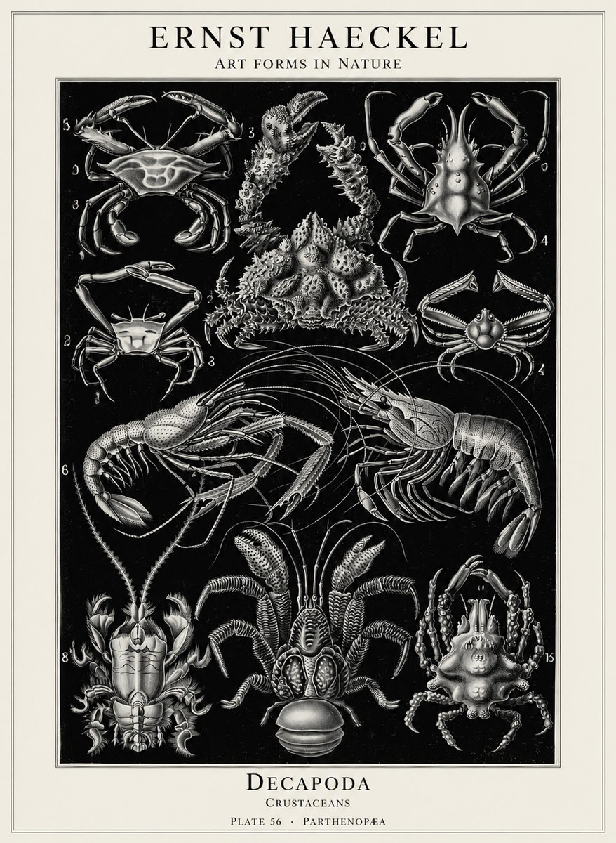 Ernst Haeckel Decapoda Brachyura and Macrura Plate 86 No5 - Poster