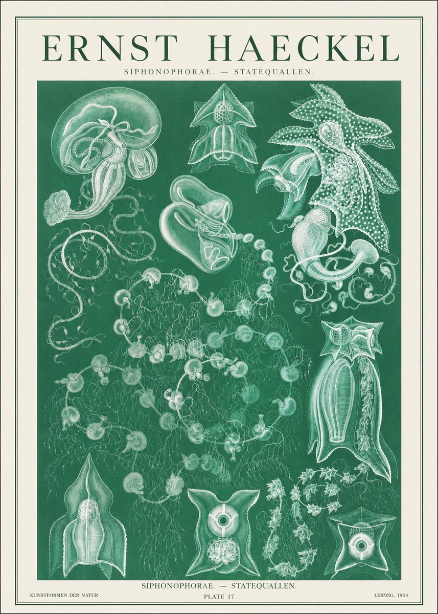 Ernst Haeckel Siphonophorae. — Statequallen. Plate 17 No1 - Poster