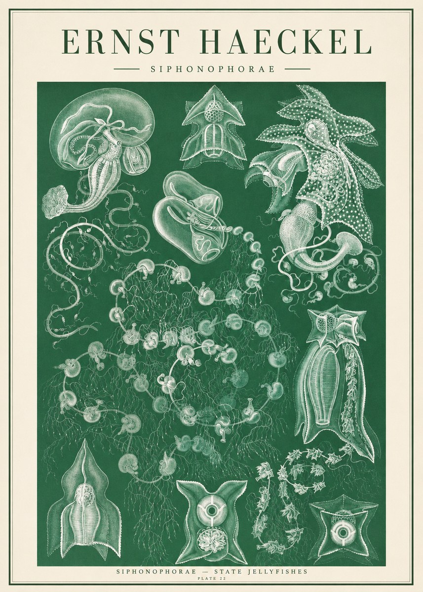 Ernst Haeckel Siphonophorae. — Statequallen. Plate 17 No2 - Poster