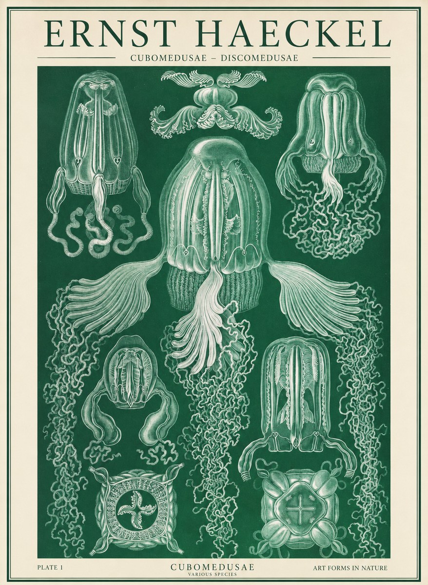 Ernst Haeckel Cubomedusae No2 - Poster
