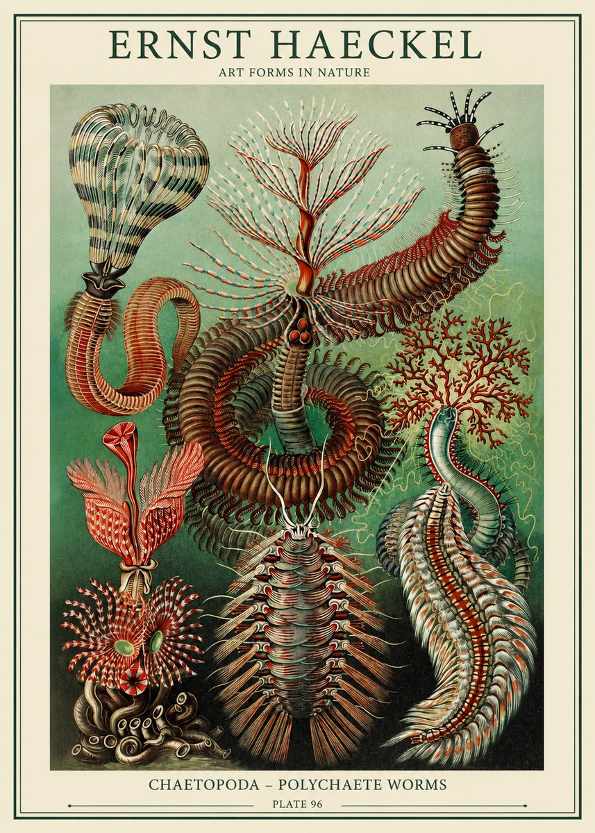 Ernst Haeckel Chaetopoda – Polychaete Worms No1 - Poster