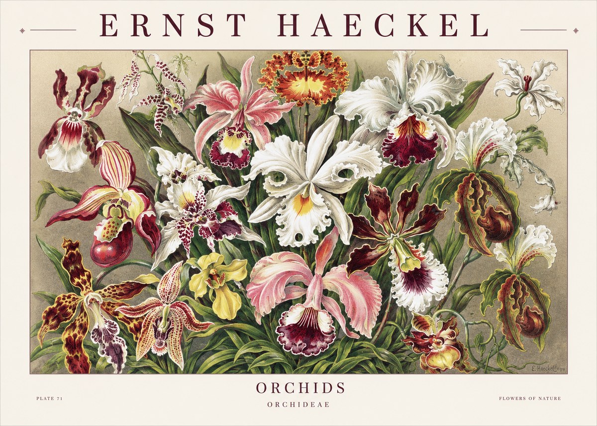 Ernst Haeckel Orchids No1 - Poster
